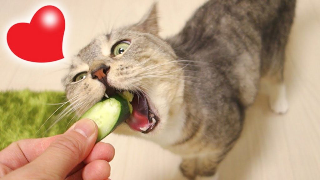 cat health food
