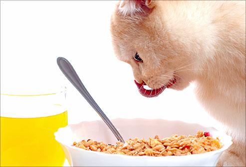 cat health food