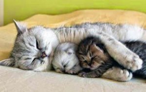 5 Amazing Facts About Your Cat's Sleeping Habits