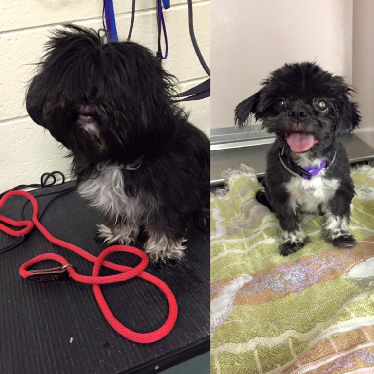 7 Old Shelter Dogs Get Free Haircuts By Dog Groomer So They Can Finally ...