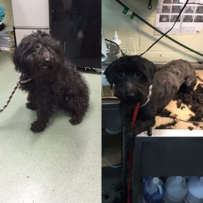 7 Old Shelter Dogs Get Free Haircuts By Dog Groomer So They Can Finally ...