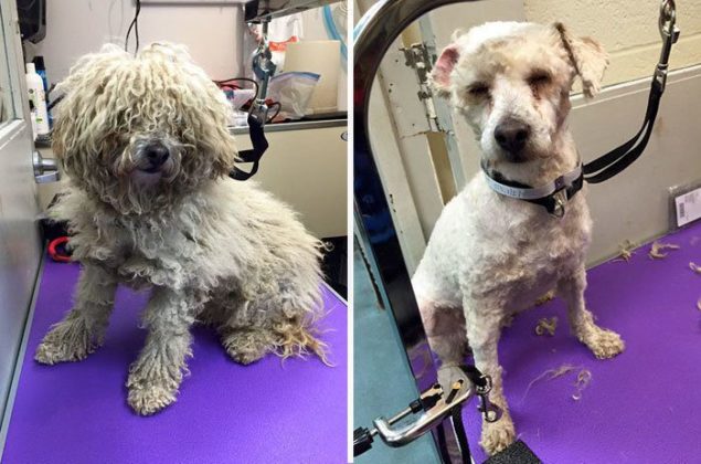 7 Old Shelter Dogs Get Free Haircuts By Dog Groomer So They Can Finally ...