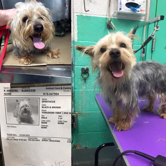 7 Old Shelter Dogs Get Free Haircuts By Dog Groomer So They Can Finally ...