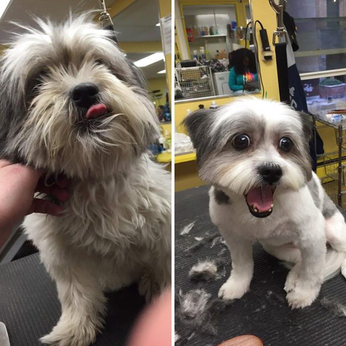 7 Old Shelter Dogs Get Free Haircuts By Dog Groomer So They Can Finally ...