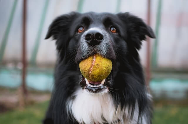 Why Do Dogs Love Tennis Balls