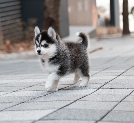 10 Amazing Facts about Mini Husky Dogs