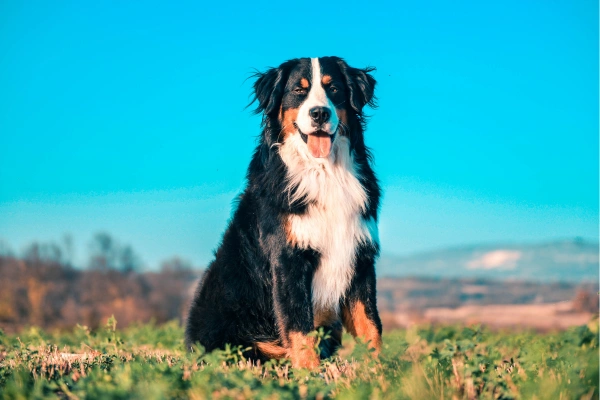 Bernese Mountain