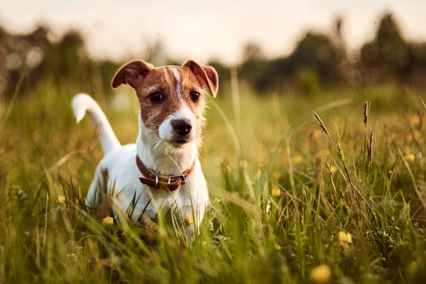 Jack Russell Terrier