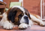 Dogs That Look Like St. Bernards