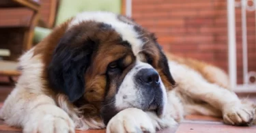 Dogs That Look Like St. Bernards