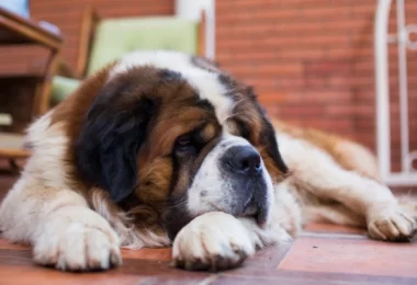 Dogs That Look Like St. Bernards