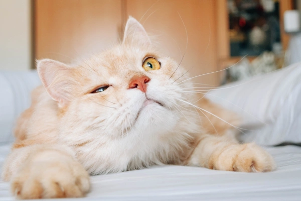 Slow Blinking at You
