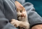 Why Your Cat Doesn’t Cuddle Anymore (And What You Can Do)