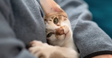 Why Your Cat Doesn’t Cuddle Anymore (And What You Can Do)