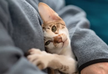 Why Your Cat Doesn’t Cuddle Anymore (And What You Can Do)