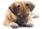 10 Ways You Might Be Hurting Your Dog Without Knowing