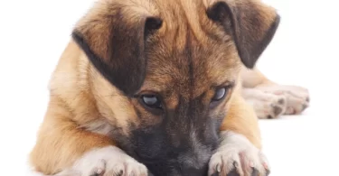 10 Ways You Might Be Hurting Your Dog Without Knowing