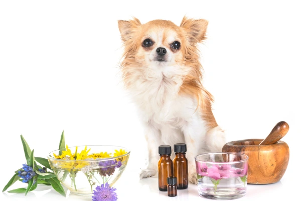 The Best Essential Oils for Dogs (And How to Use Them Safely)