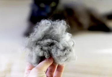 Natural Hairball Remedies for Cats: 10 Safe Ways to Help Your Feline Feel Better