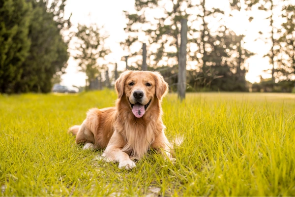 Golden Retriever