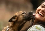 Which Dog Breeds Love Their Humans the Most?