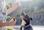 The Best Essential Oils for Dogs (And How to Use Them Safely)