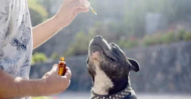 The Best Essential Oils for Dogs (And How to Use Them Safely)