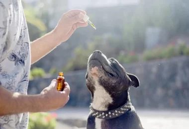 The Best Essential Oils for Dogs (And How to Use Them Safely)
