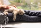 How to Tell If Your Cat Thinks You’re Its Kitten