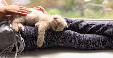 How to Tell If Your Cat Thinks You’re Its Kitten
