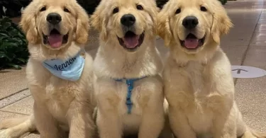 10 Things Only Golden Retriever Owners Will Understand
