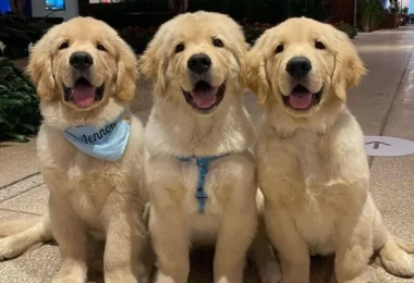 10 Things Only Golden Retriever Owners Will Understand