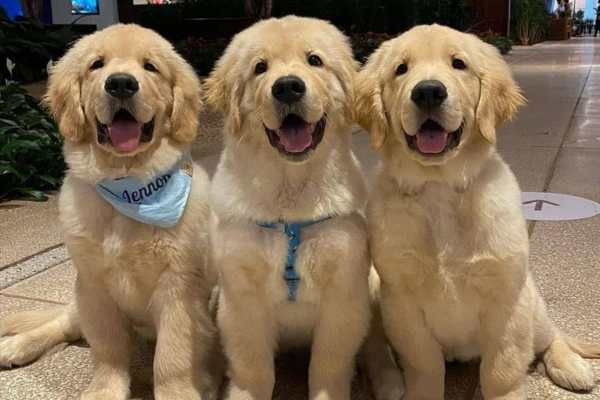 10 Things Only Golden Retriever Owners Will Understand