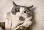 9 Weird Cat Habits That Actually Make Perfect Sense