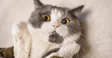 9 Weird Cat Habits That Actually Make Perfect Sense