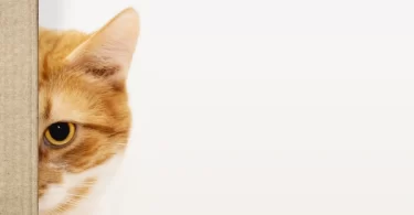 10 Signs Your Cat Thinks You’re the Best Human Ever