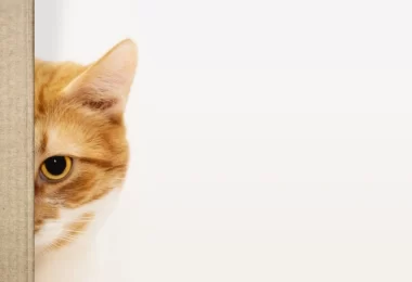 10 Signs Your Cat Thinks You’re the Best Human Ever