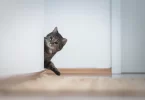 8 Things Your Cat Wishes You Knew About Their Behavior