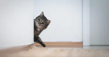 8 Things Your Cat Wishes You Knew About Their Behavior