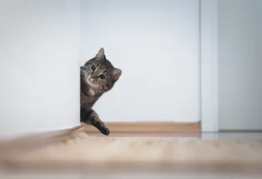 8 Things Your Cat Wishes You Knew About Their Behavior