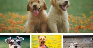 10 Dog Breeds That Stay Puppy-Like Forever