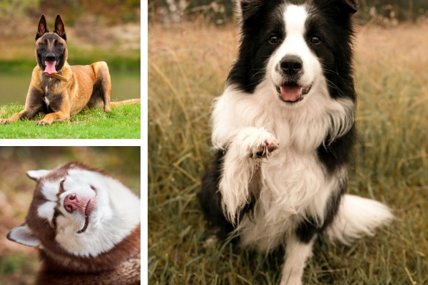 Rank Dog Dog Breeds Ranked by Difficulty: What No One Tells You